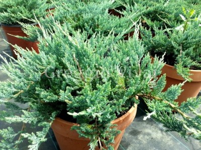 juniperus_blue_chip.jpg