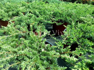 juniperus_conferta_schlager.jpg