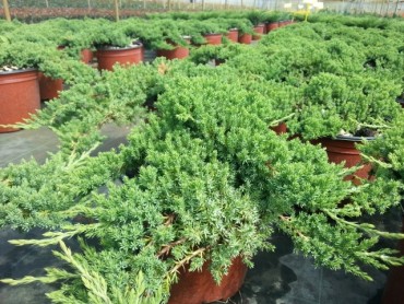 juniperus_procumbens_nana.jpg