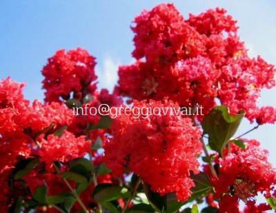 lagerstroemia-dynamite.jpg