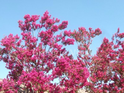 lagerstroemia_fiorita1.jpg