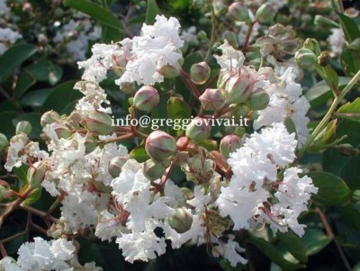 lagerstroemia_indica_nivea.jpg