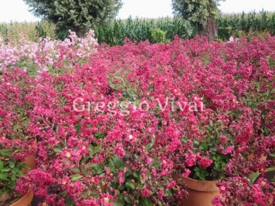 lagerstroemia_indica_petit_red.jpg