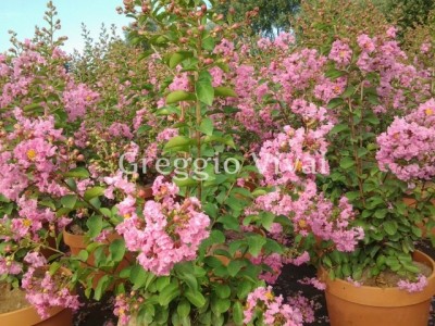 lagerstroemia_indica_rosea_nova.jpg