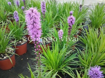 liatris_spicata_kobold.jpg