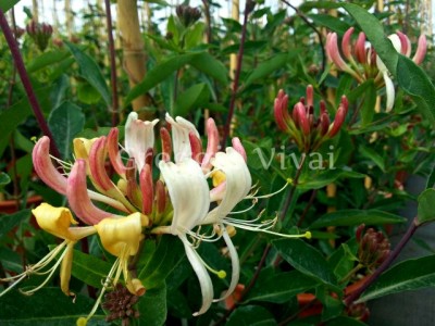 lonicera_caprilia_cream_in_fiore.jpg