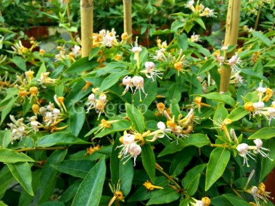 lonicera_caprilia_ever.jpg