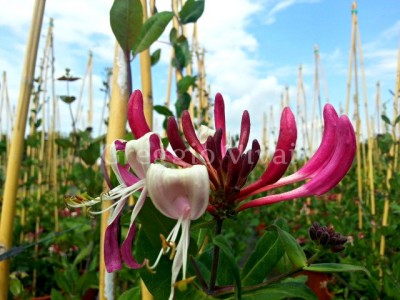 lonicera_caprilia_imperial.jpg