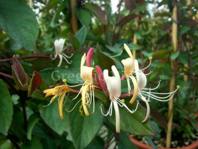 lonicera_chinensis.jpg