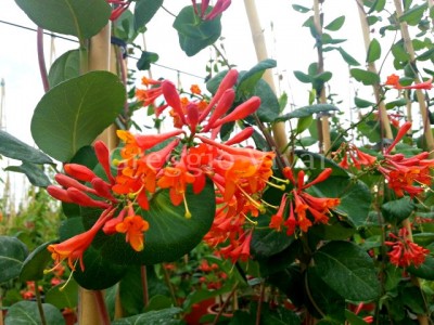 lonicera_dropmore_scarlet.jpg