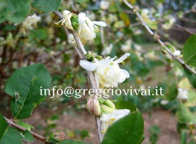 lonicera_frangratissima_in_fiore.jpg