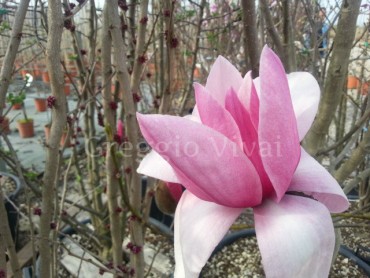 magnolia_soulangeana.jpg