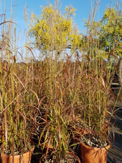 miscanthus-ghana.jpg