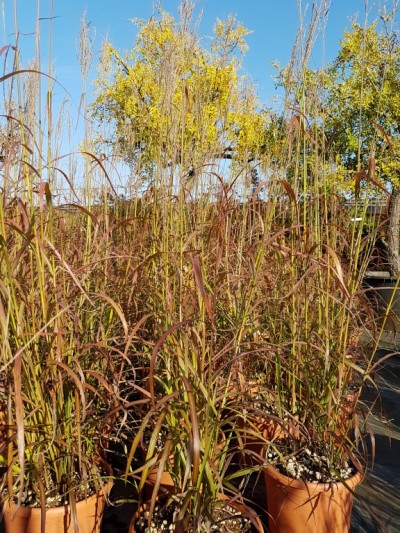 miscanthus-ghana.jpg