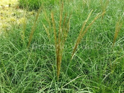 miscanthus_adagio.jpg