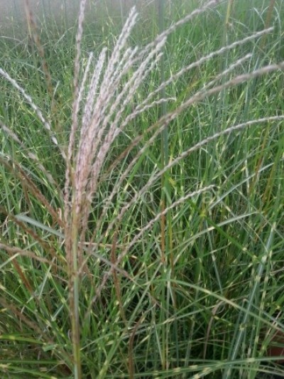 miscanthus_sinen_etincelle.jpg