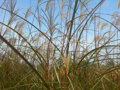 miscanthus_sinen_grosse_fontane.jpg