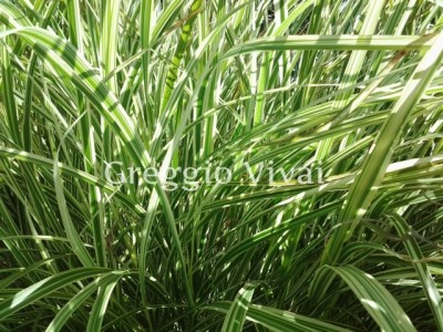 miscanthus_variegatus.jpg