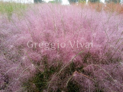 muhlenbergia_capillaris.jpg