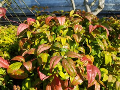 nandina-fire-power.jpg