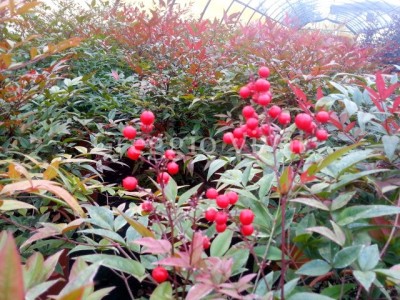 nandina_domestica.jpg