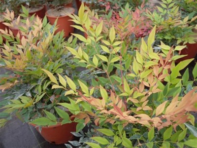 nandina_gulfstream1.jpg