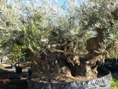 olea_europea_3_fusti_b.jpg