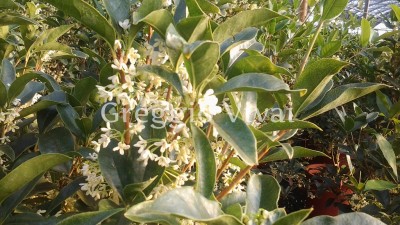 osmanthus_olea_fragrans_bianco.jpg