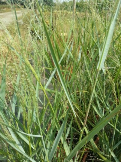 panicum_prairie_sky_4_small.jpg