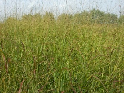 panicum_rehbraun_vs_24_small.jpg