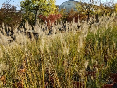 pennisetum-hameln.jpg