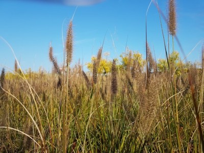 pennisetum-red-head.jpg