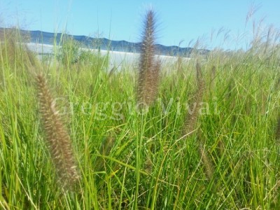 pennisetum_moudry.jpg