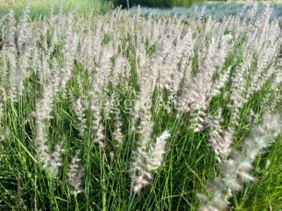 pennisetum_orientale.jpg