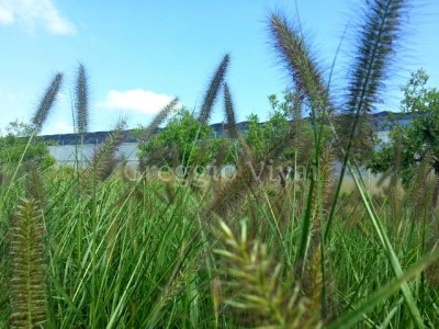 pennisetum_viridescens.jpg