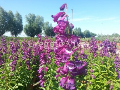 penstemon_purple_passion.jpg