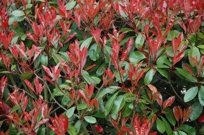 photinia_fraseri.jpg