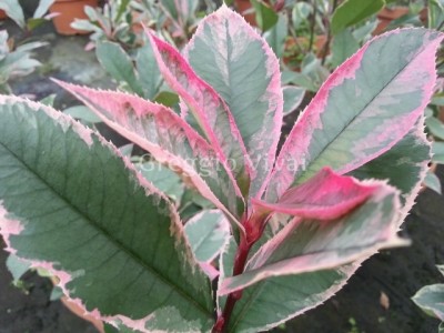 photinia_pink_marble.jpg