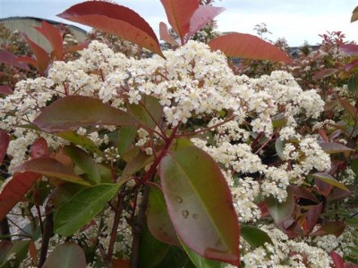 photinia_red_robin.jpg