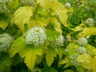 physocarpus_angel_gold_1.jpg