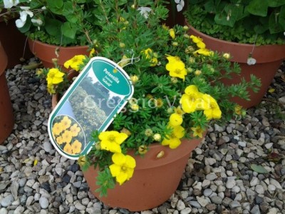 potentilla_fruticosa_kobold.jpg