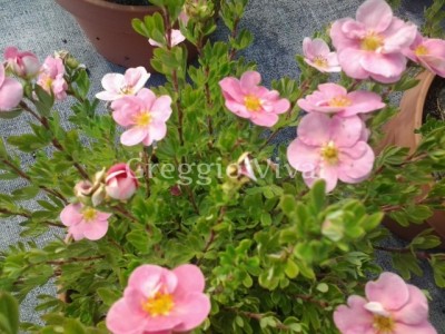 potentilla_pink_paradise.jpg