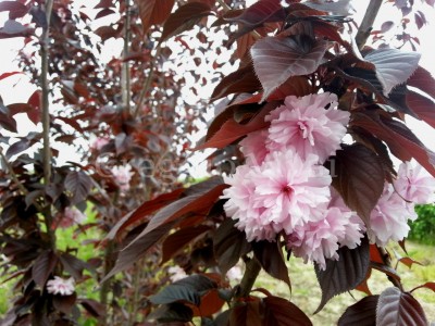 prunus_royal_burgundi.jpg