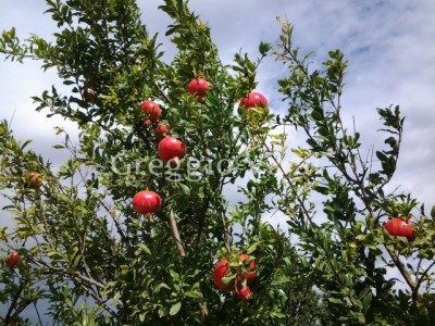 punica_granatum.jpg