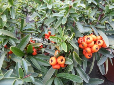 pyracantha_navaho.jpg