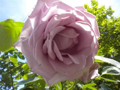 rosa_classica_lilla.jpg