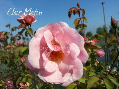 rosa_rampicante_meilland_clair_matin.jpg