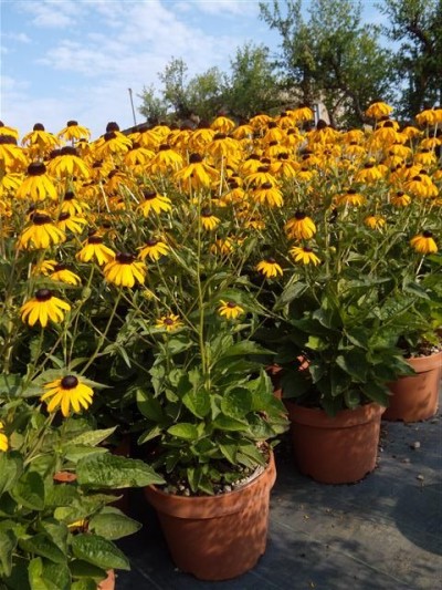 rudbeckia.jpg