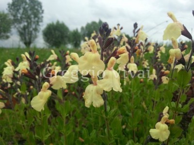 salvia_jamensis_melen1.jpg