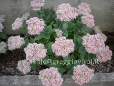 sedum_telephium_herbstfreude.jpg